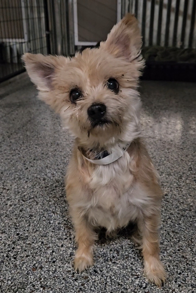 Enlarge Yasar, an adoptable mixed breed in China Township, MI image 4/6