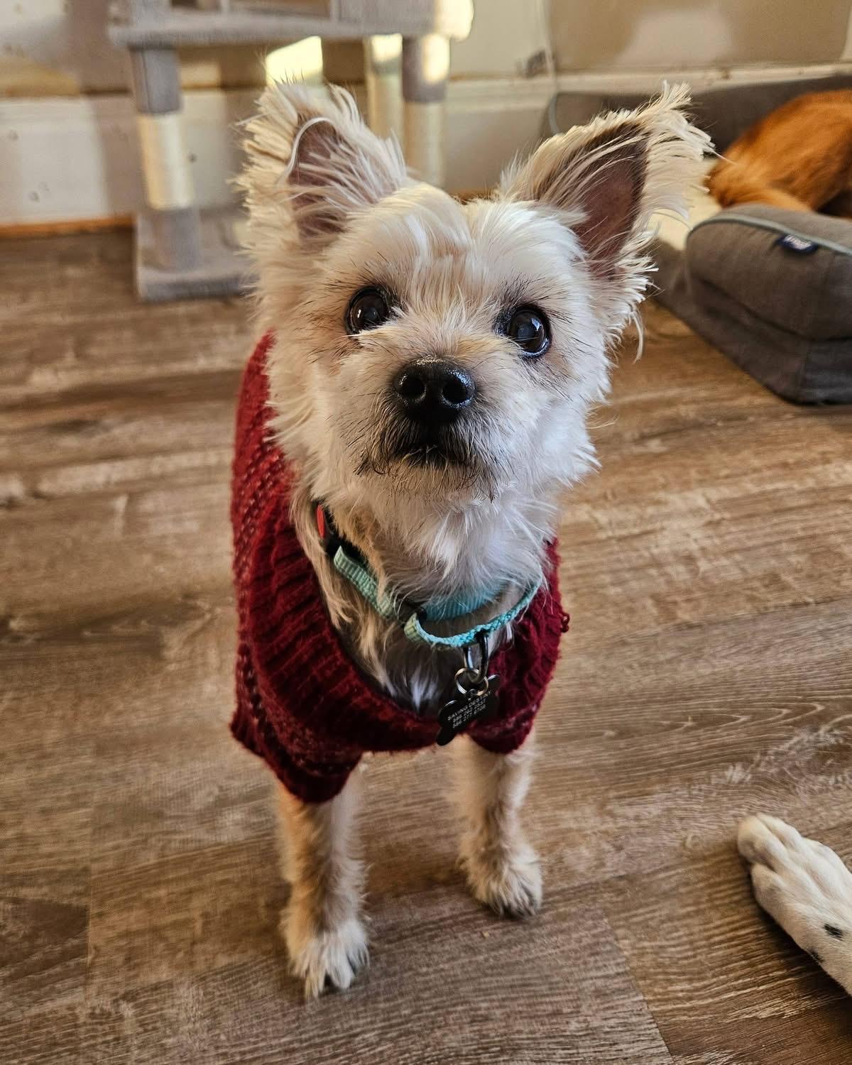 Enlarge Yasar, an adoptable mixed breed in China Township, MI image 3/6