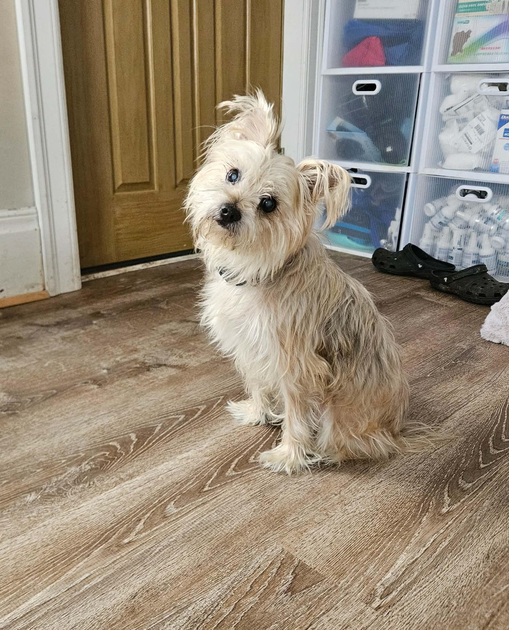 Yasar, adoptable, Young Male Yorkshire Terrier & Cairn Terrier.