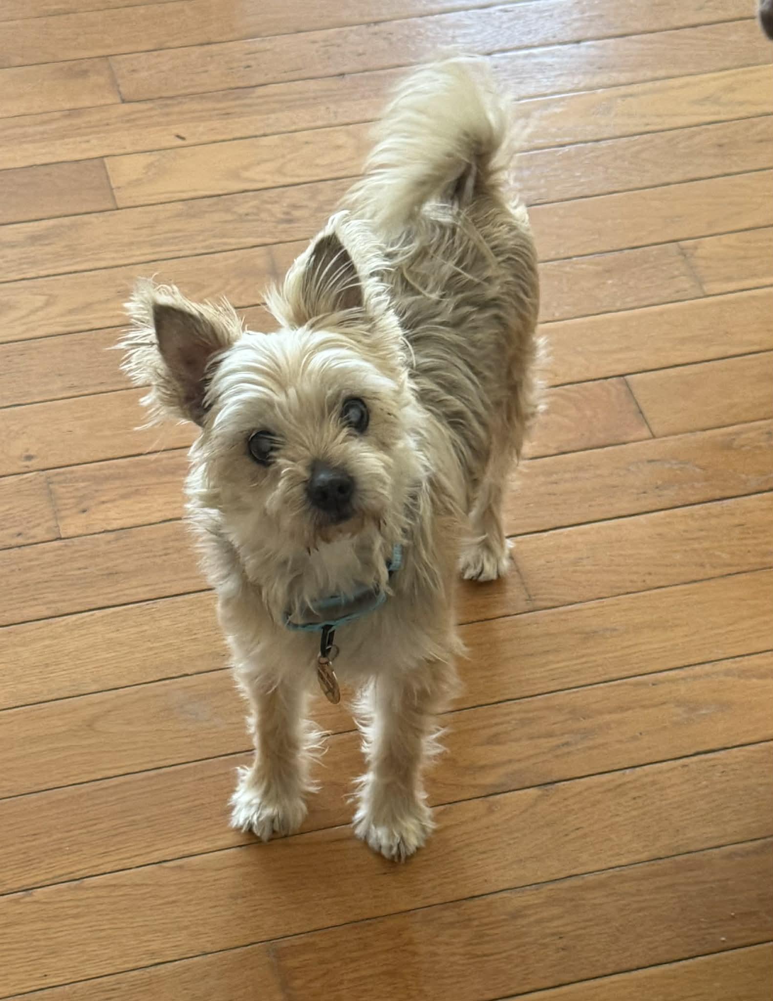 Enlarge Yasar, an adoptable mixed breed in China Township, MI image 4/6