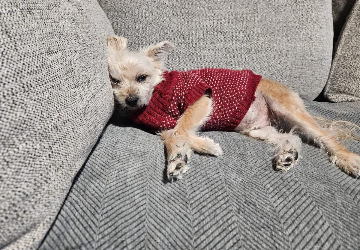 Enlarge Yasar, an adoptable mixed breed in China Township, MI image 2/6