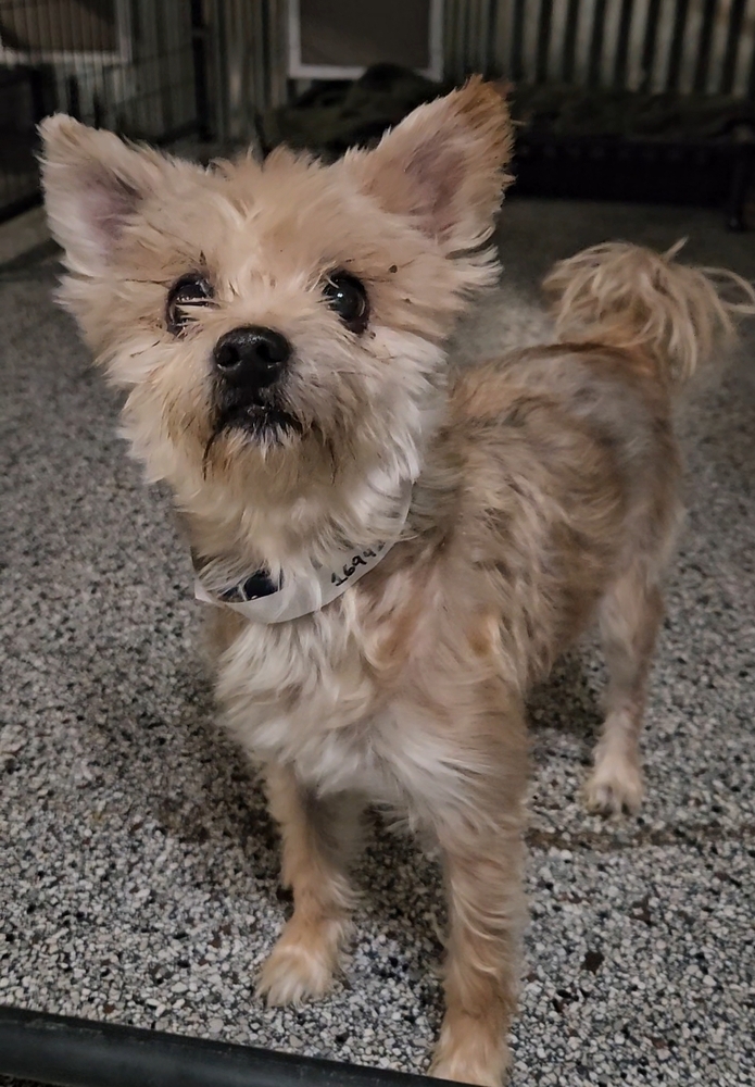 Enlarge Yasar, an adoptable mixed breed in China Township, MI image 6/6