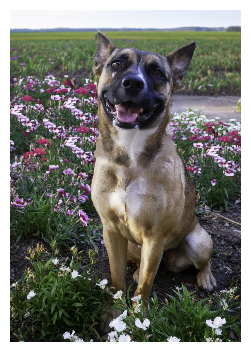 Baby, Adoptable, Young Female Belgian Shepherd / Malinois & Australian Kelpie.