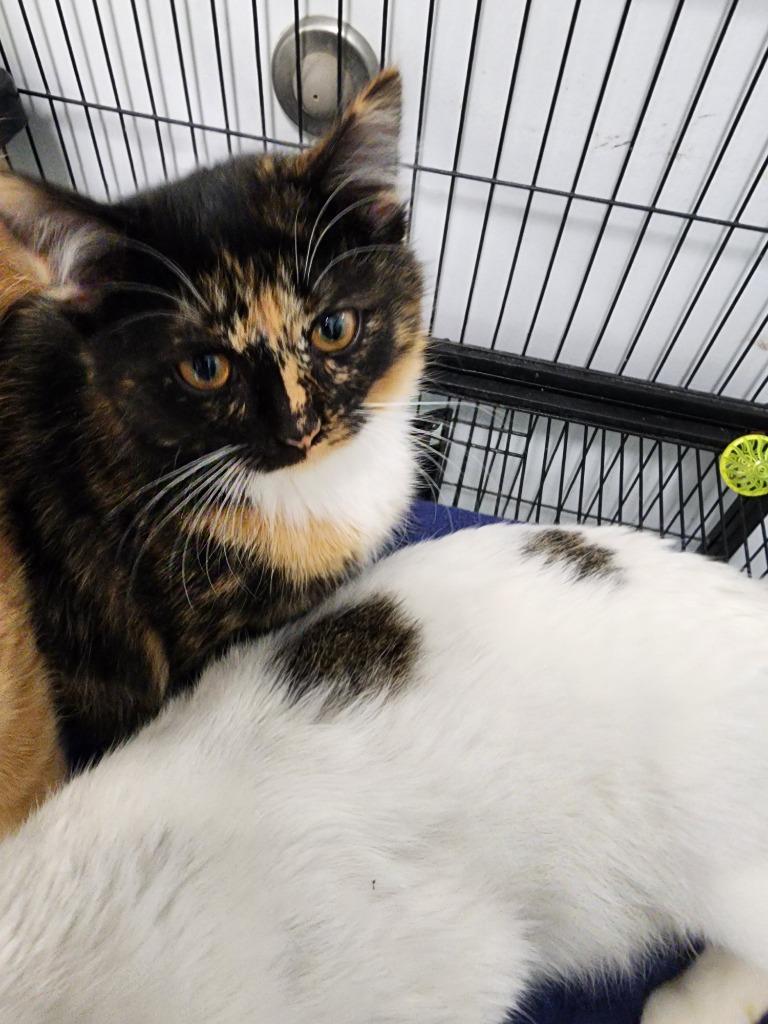 Enlarge Villanelle, a Adopted mixed breed in Auburn, IN image 1/1