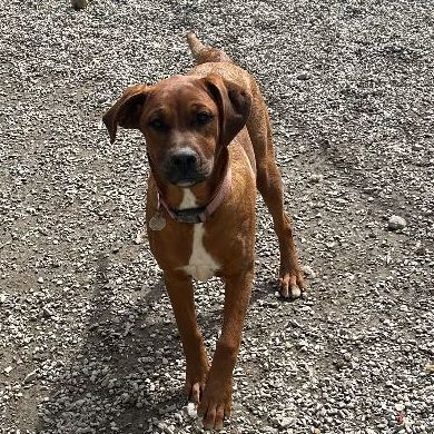 Mazie, an adoptable mixed breed in Bryson City, NC image 6/6