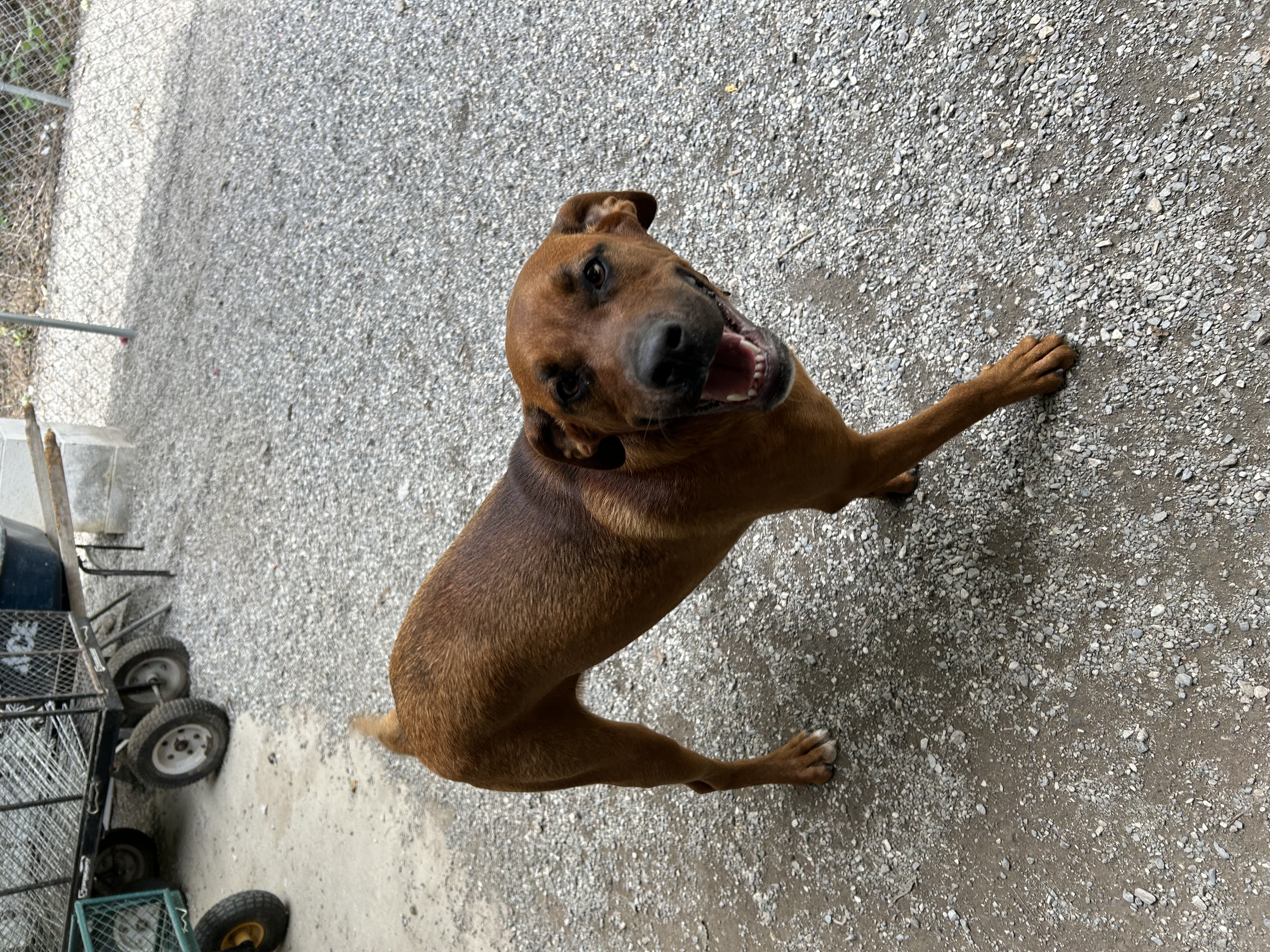 Mazie, an adoptable mixed breed in Bryson City, NC image 3/6