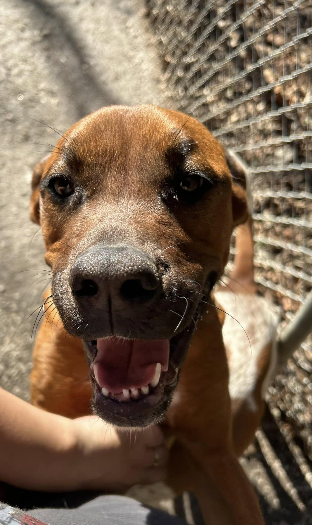 Mazie, an adoptable mixed breed in Bryson City, NC image 4/6