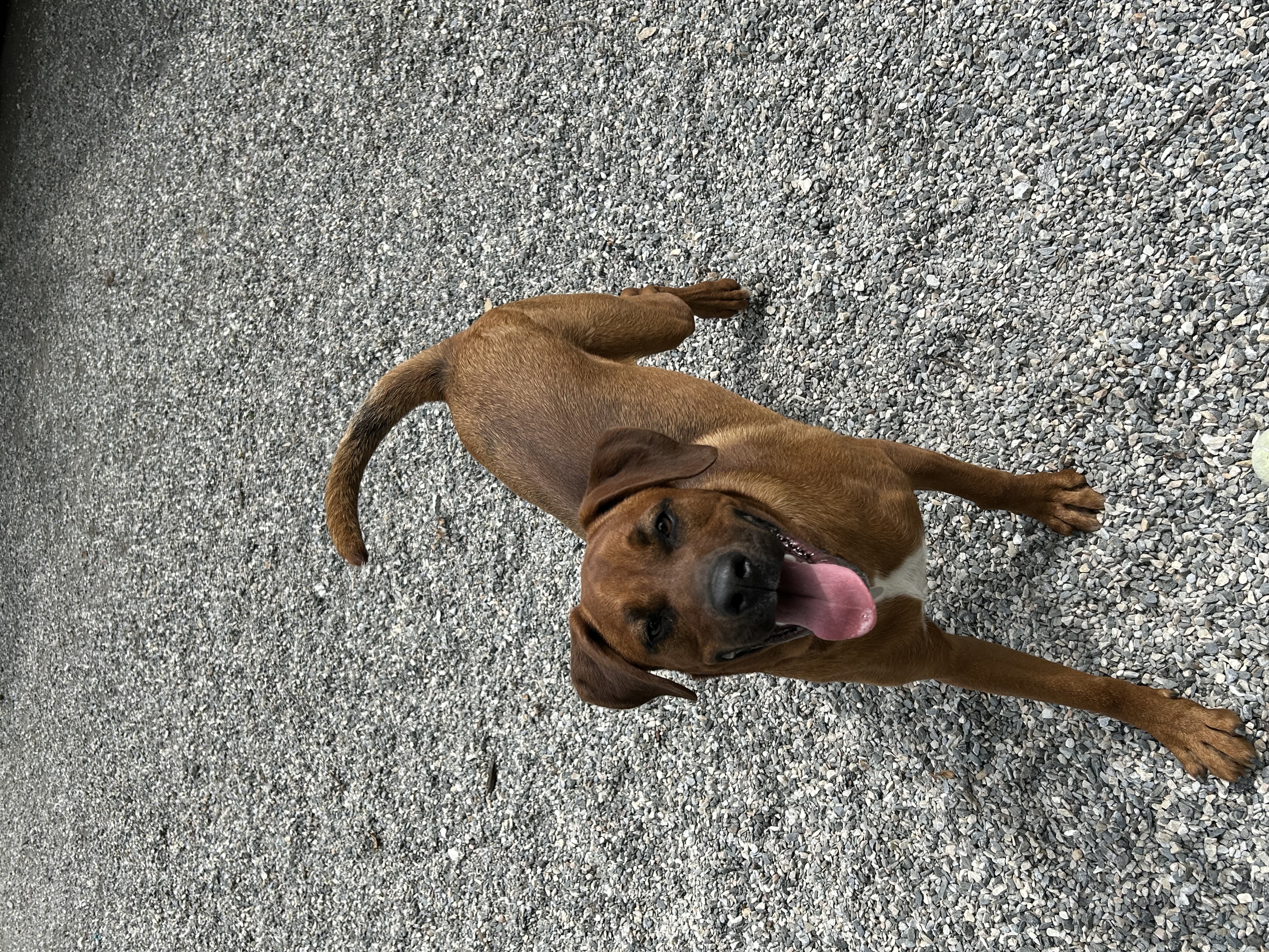 Mazie, an adoptable mixed breed in Bryson City, NC image 5/6