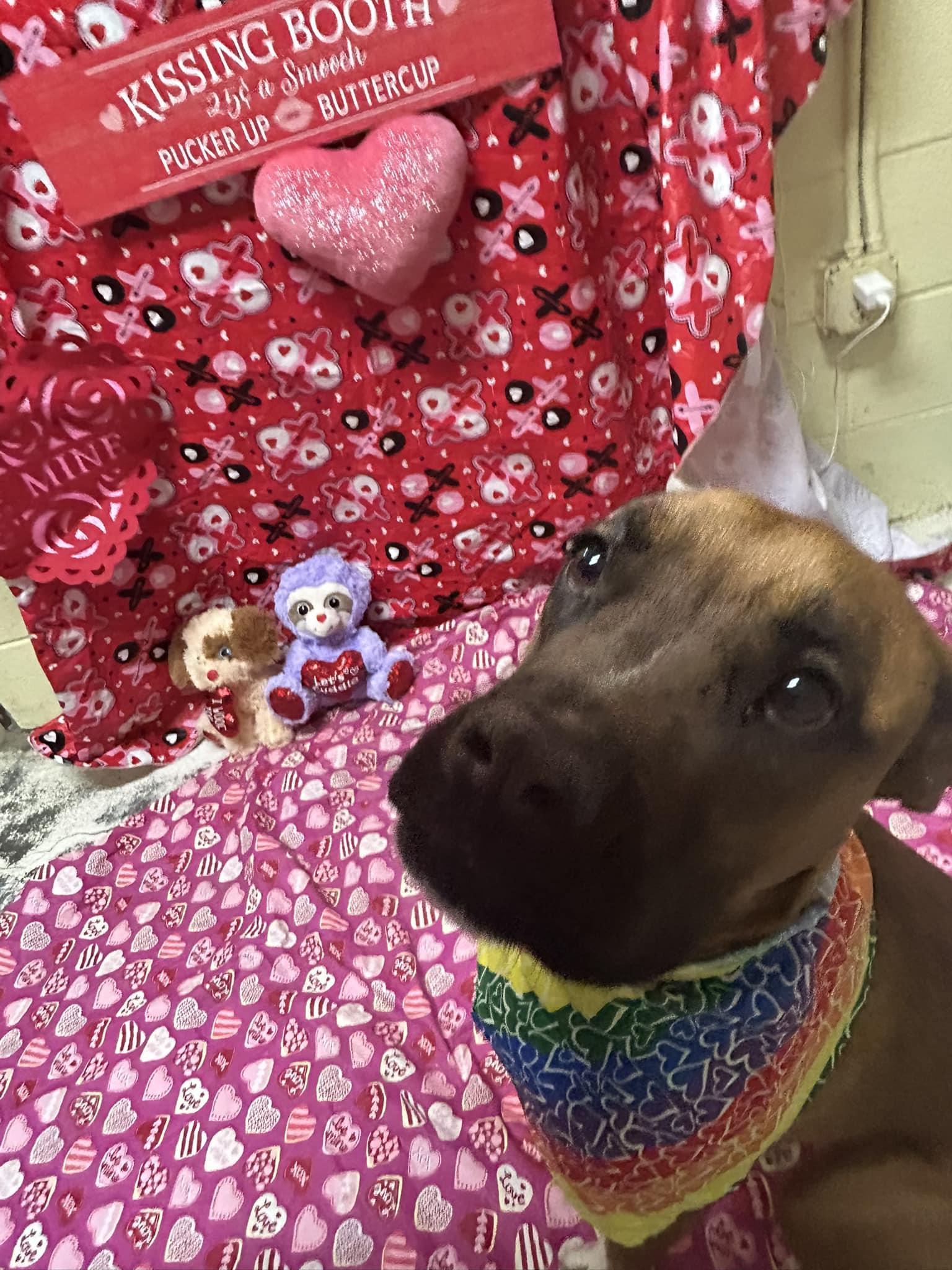 Mazie, an adoptable mixed breed in Bryson City, NC image 2/6
