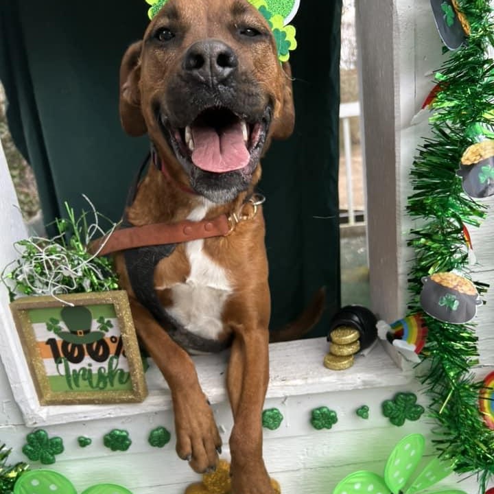 Mazie, adoptable, Young Female Boxer & Labrador Retriever.