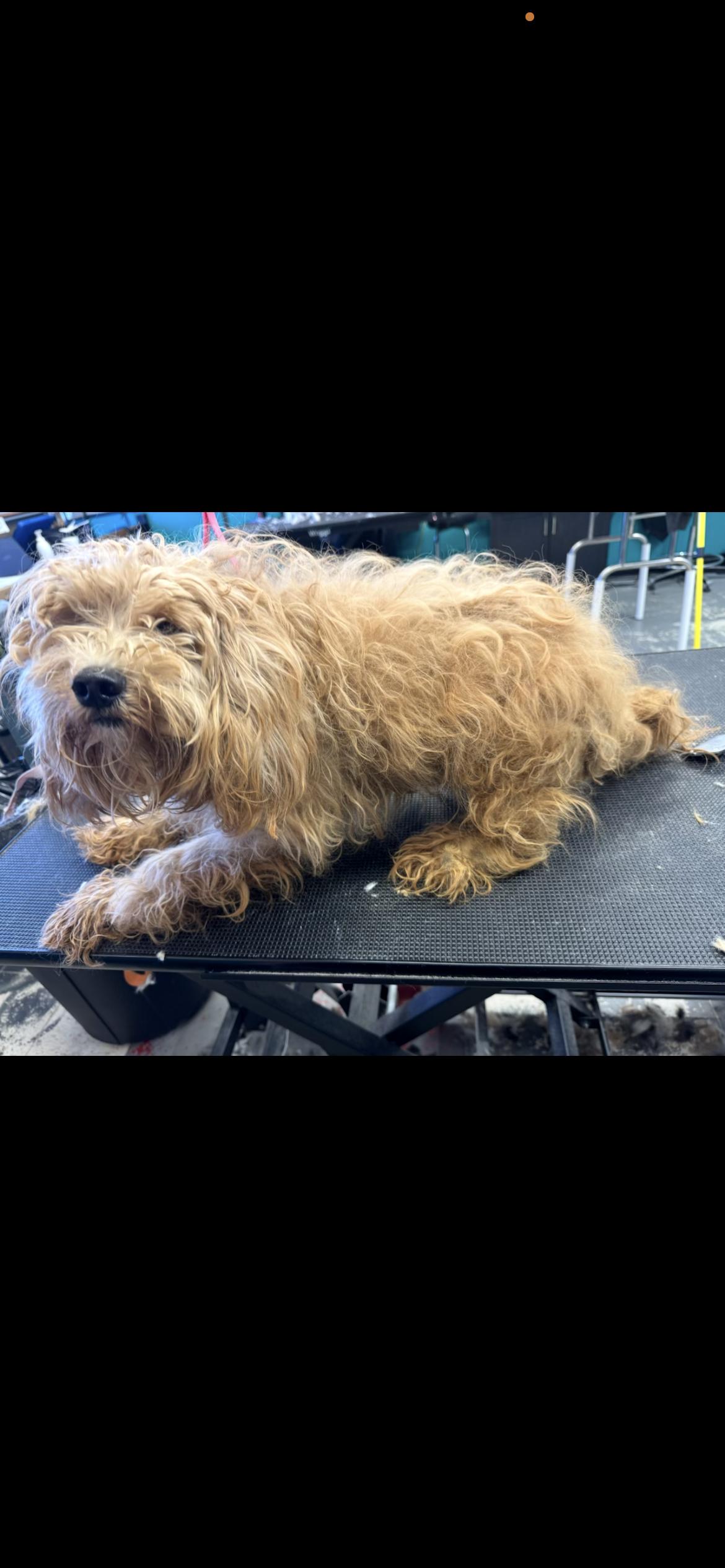 Phillip, adoptable, Young Male Shih poo.