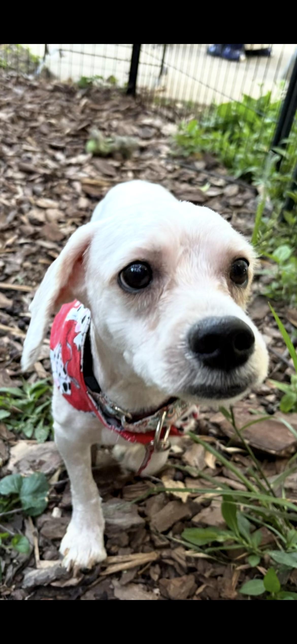 Enlarge Phillip, an adoptable mixed breed in Saint Louis, MO image 3/4