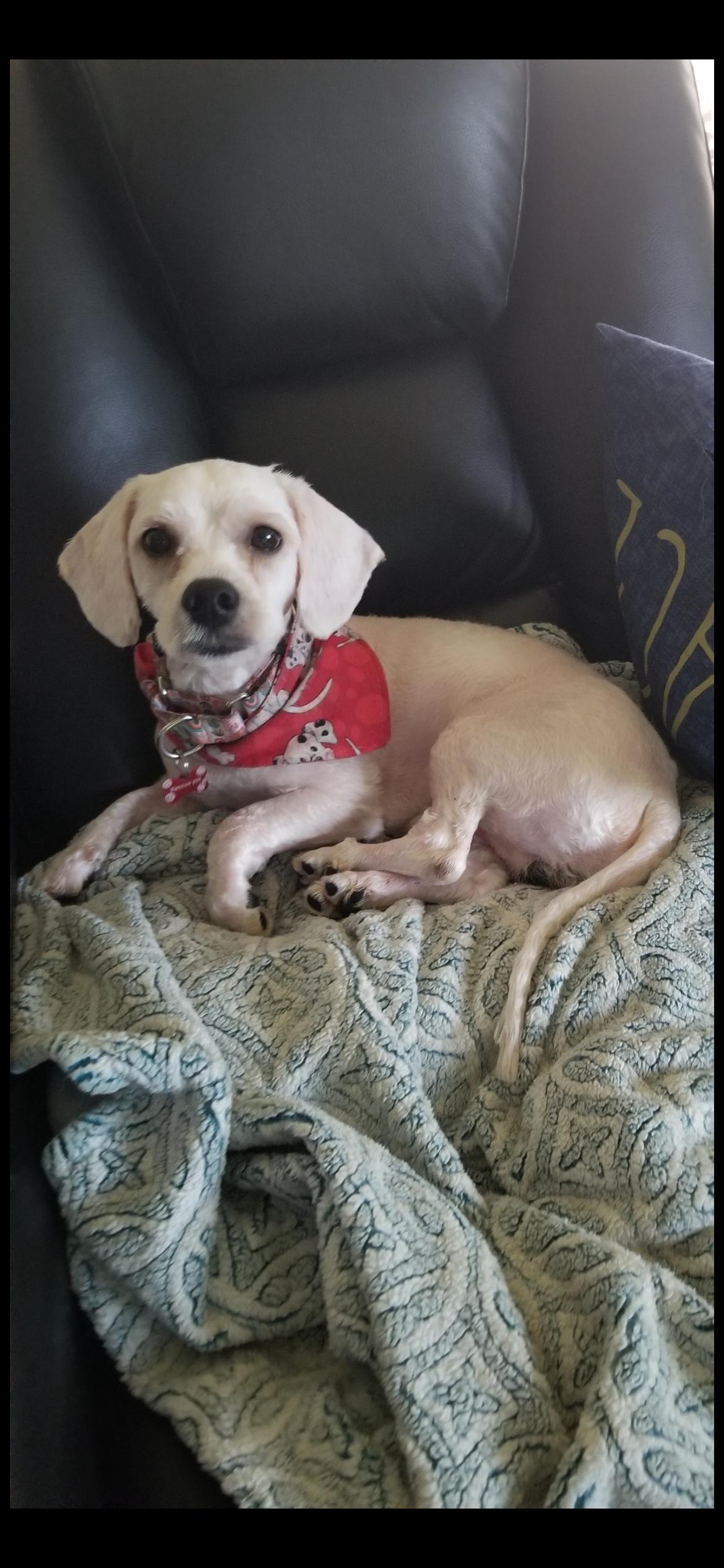 Phillip, adoptable, Young Male Shih poo.