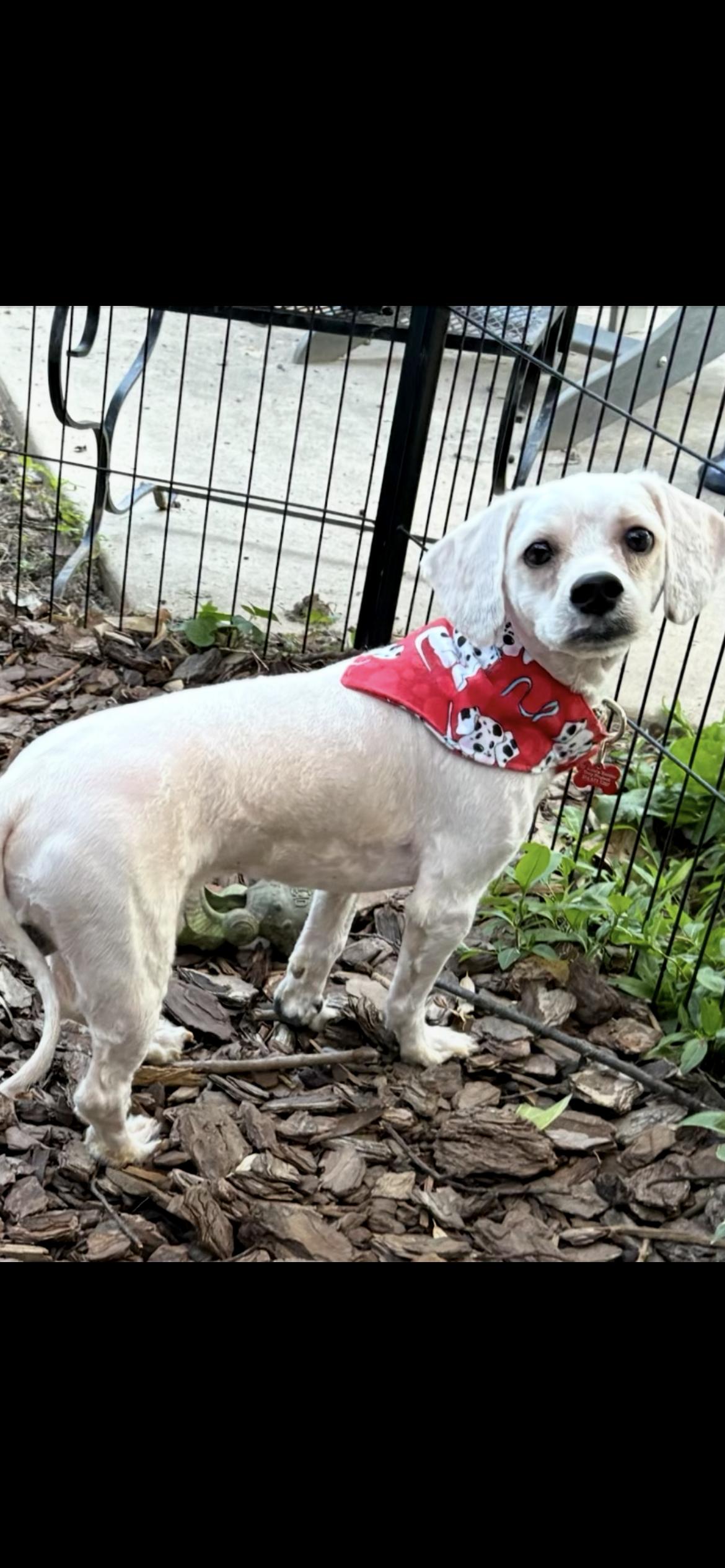 Enlarge Phillip, an adoptable mixed breed in Saint Louis, MO image 2/4