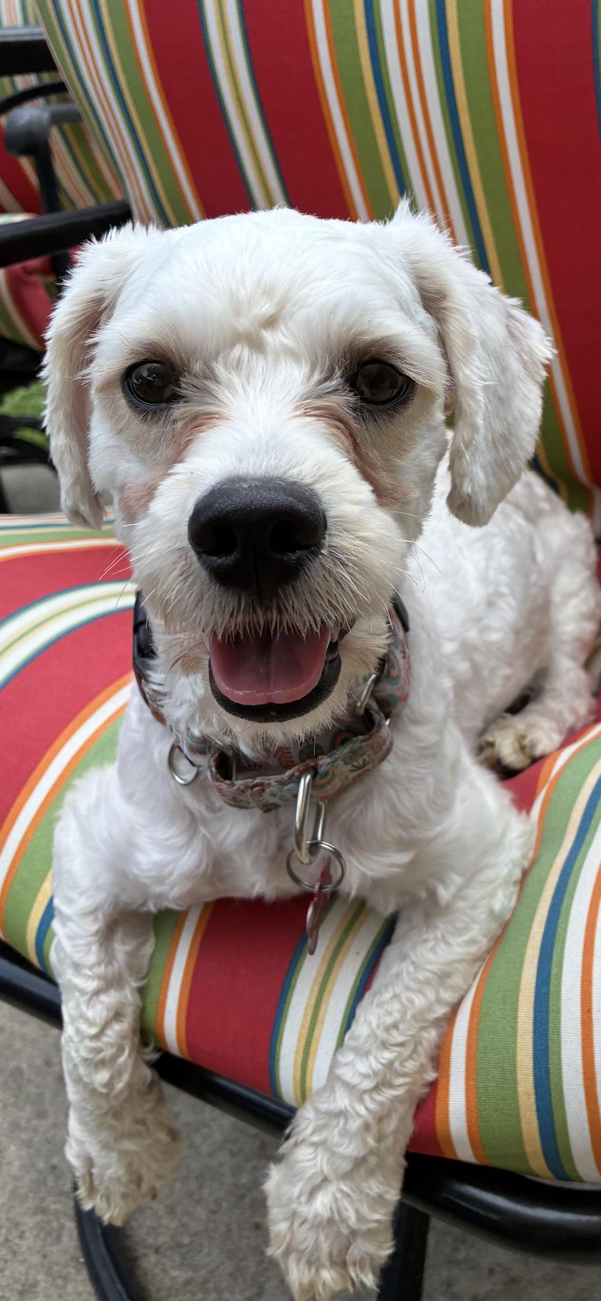 Phillip, adoptable, Young Male Shih poo.