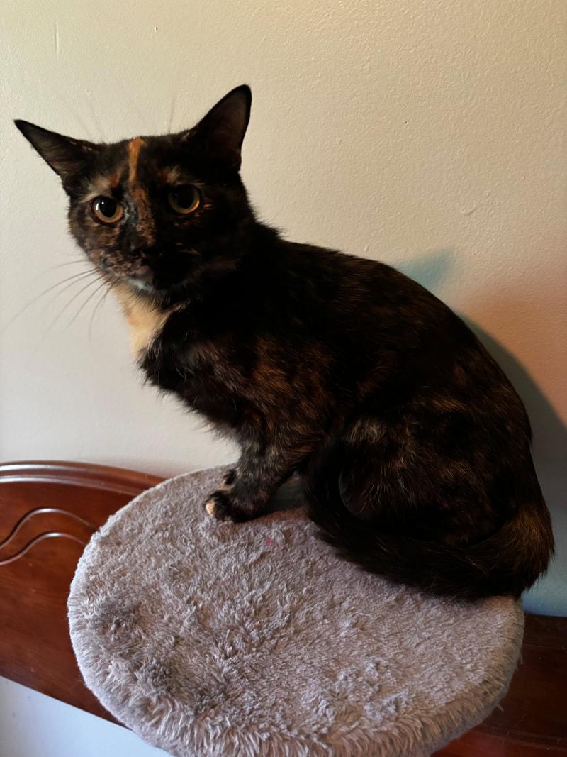 Roxie, a ADOPTABLE Domestic Short Hair in Mississauga, ON image 1/2