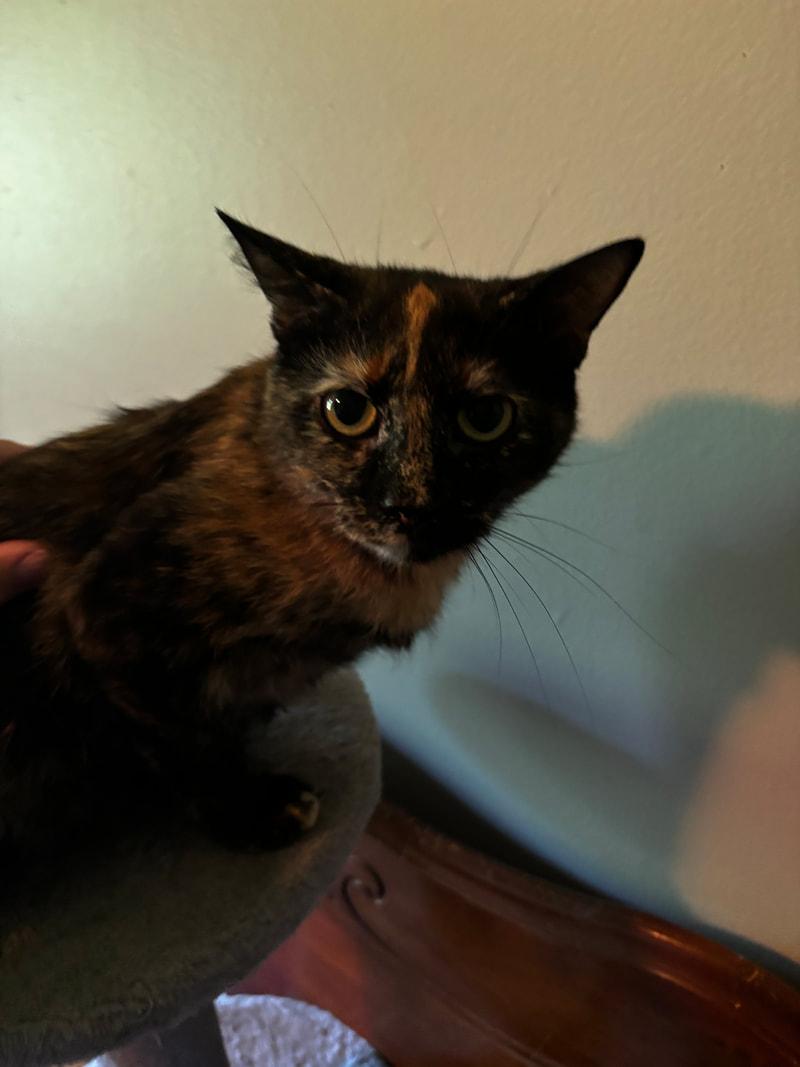 Roxie, a ADOPTABLE Domestic Short Hair in Mississauga, ON image 2/2