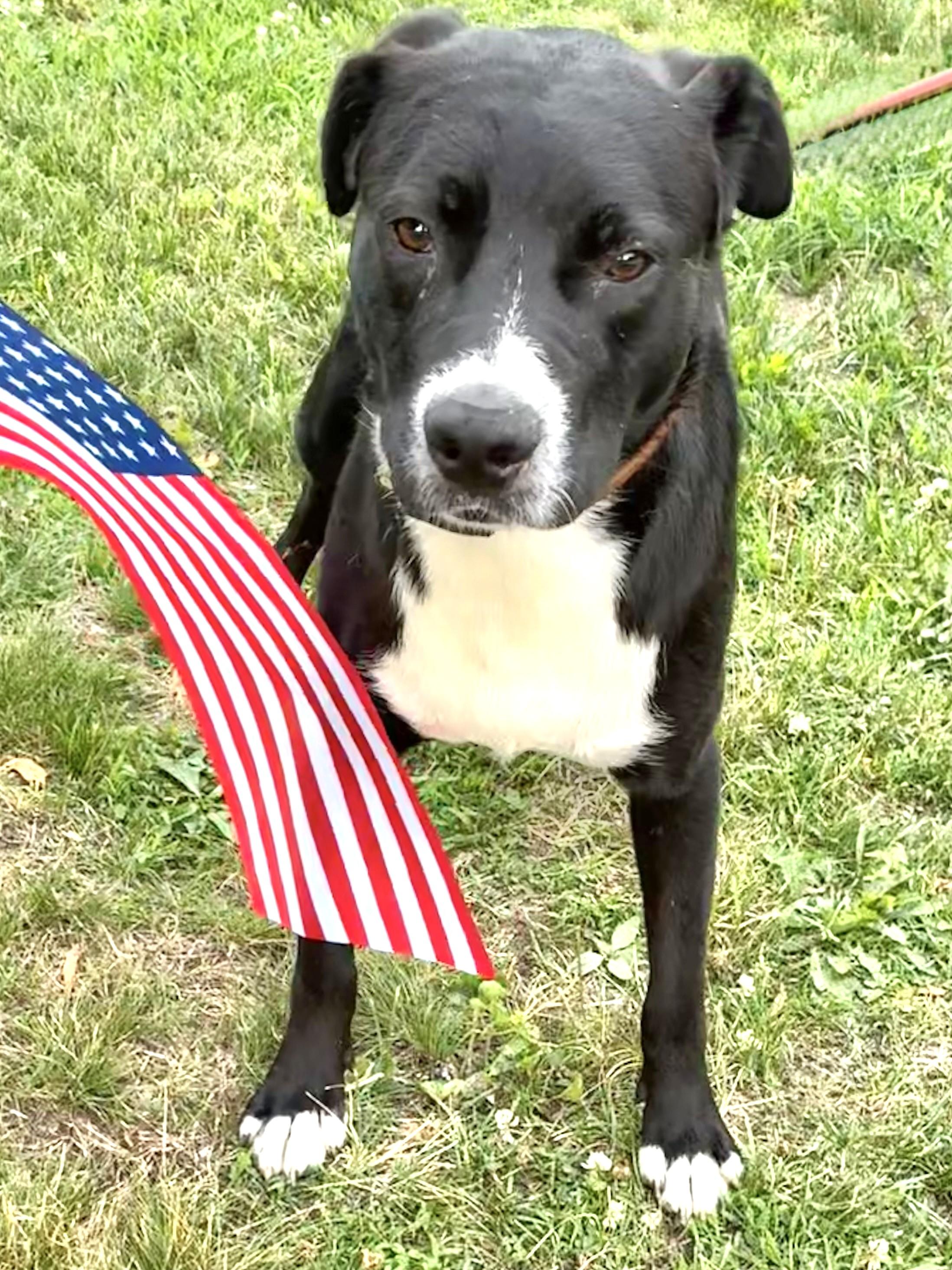 Enlarge Jereme, a Adoptable mixed breed in West Chicago, IL image 3/3