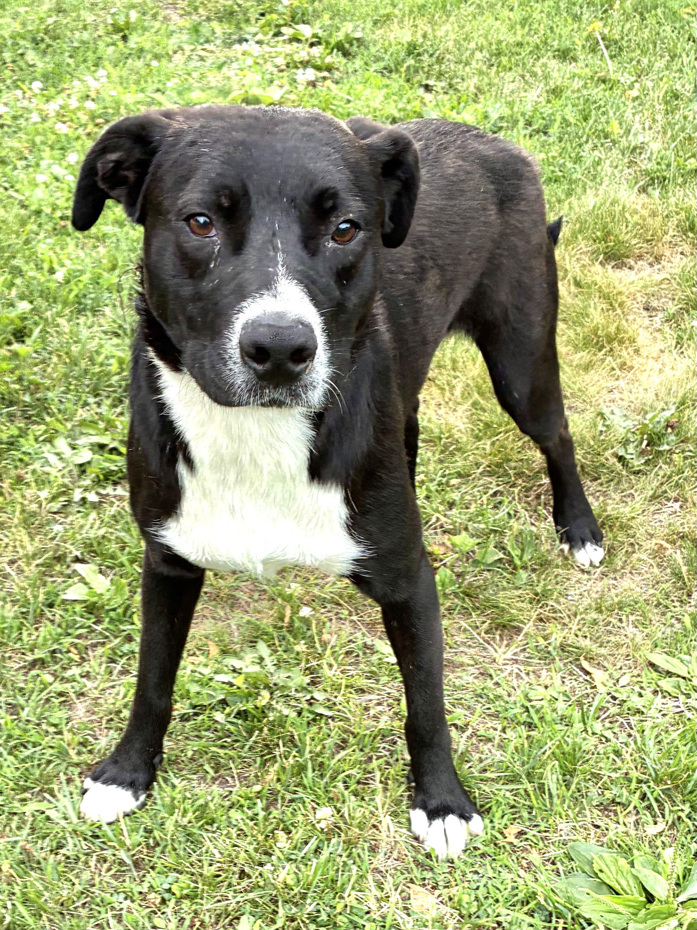 Enlarge Jereme, a Adoptable mixed breed in West Chicago, IL image 2/3