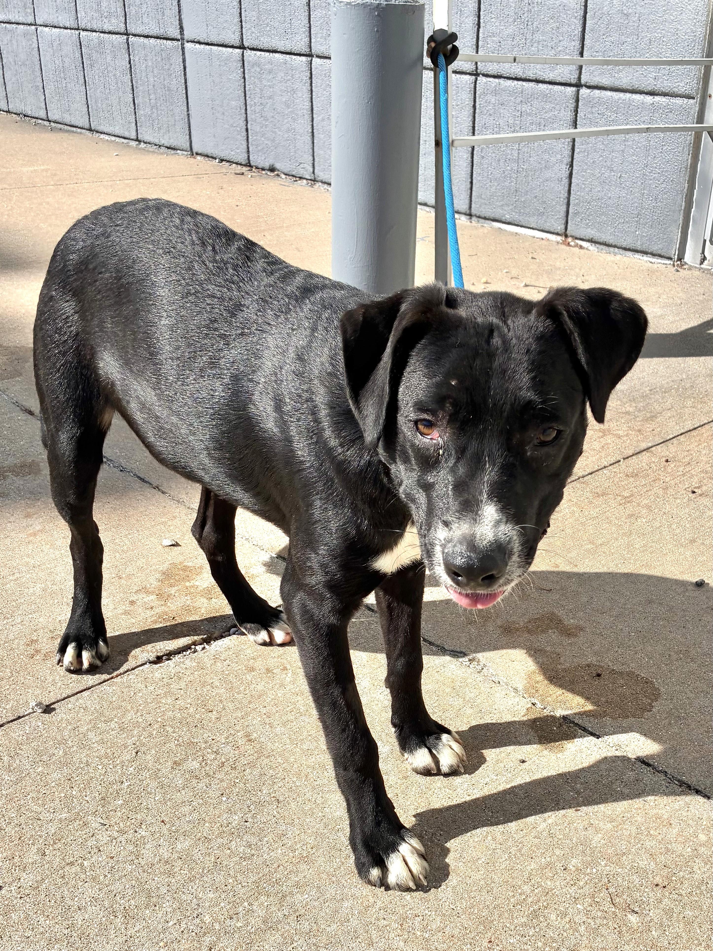 Enlarge Jereme, a Adoptable mixed breed in West Chicago, IL image 1/1