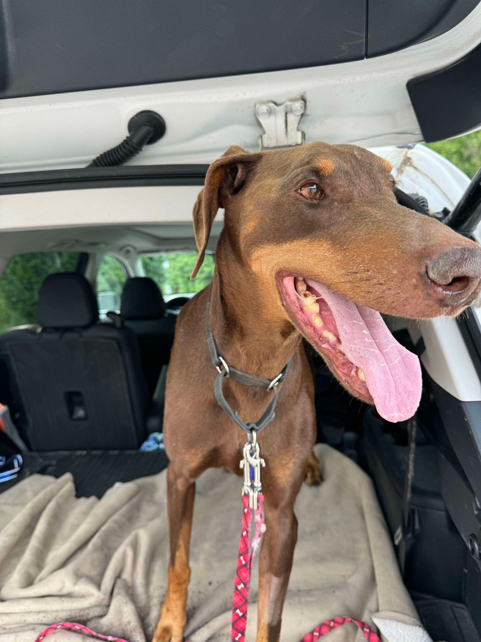 Goose, Zeus, Adopted, Adult Male Doberman Pinscher.