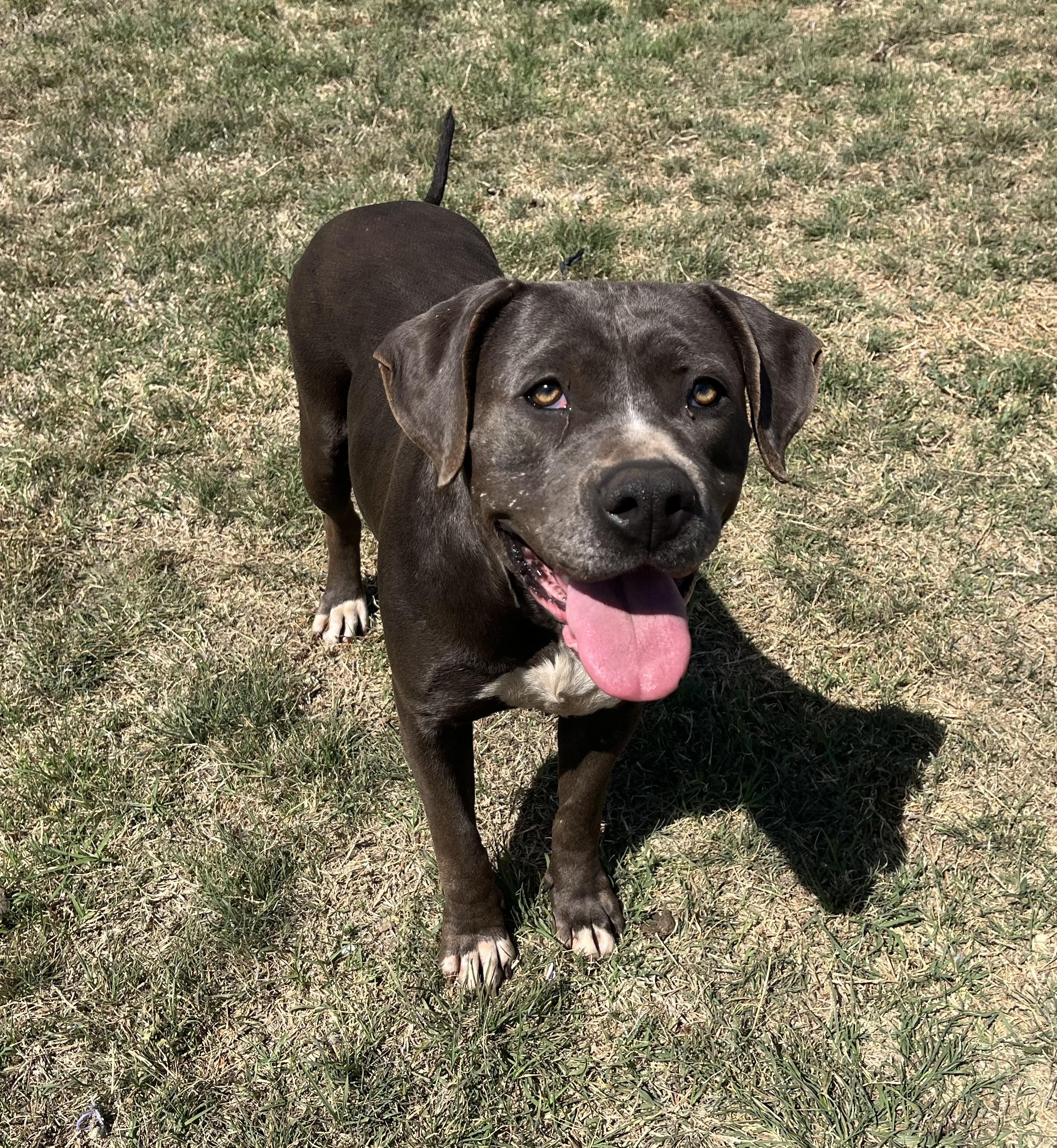 Enlarge Rasputia , a ADOPTABLE Mixed Breed in Chickasha, OK image 2/5