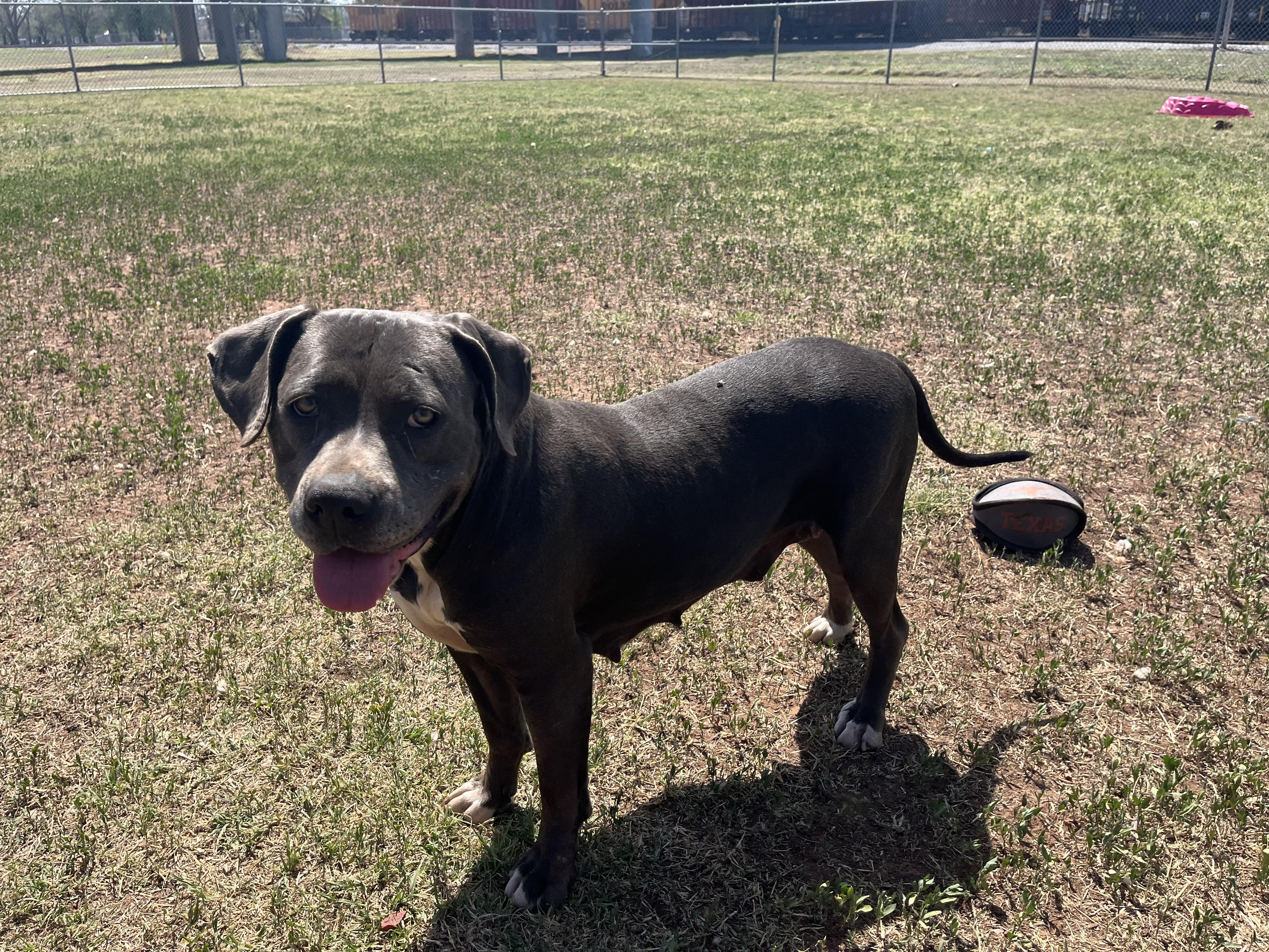 Enlarge Rasputia , a ADOPTABLE Mixed Breed in Chickasha, OK image 4/5