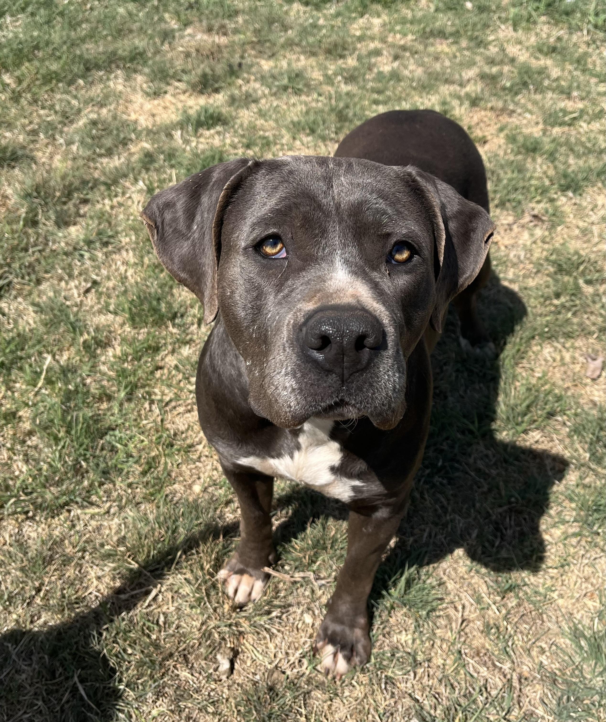 Enlarge Rasputia , a ADOPTABLE Mixed Breed in Chickasha, OK image 5/5
