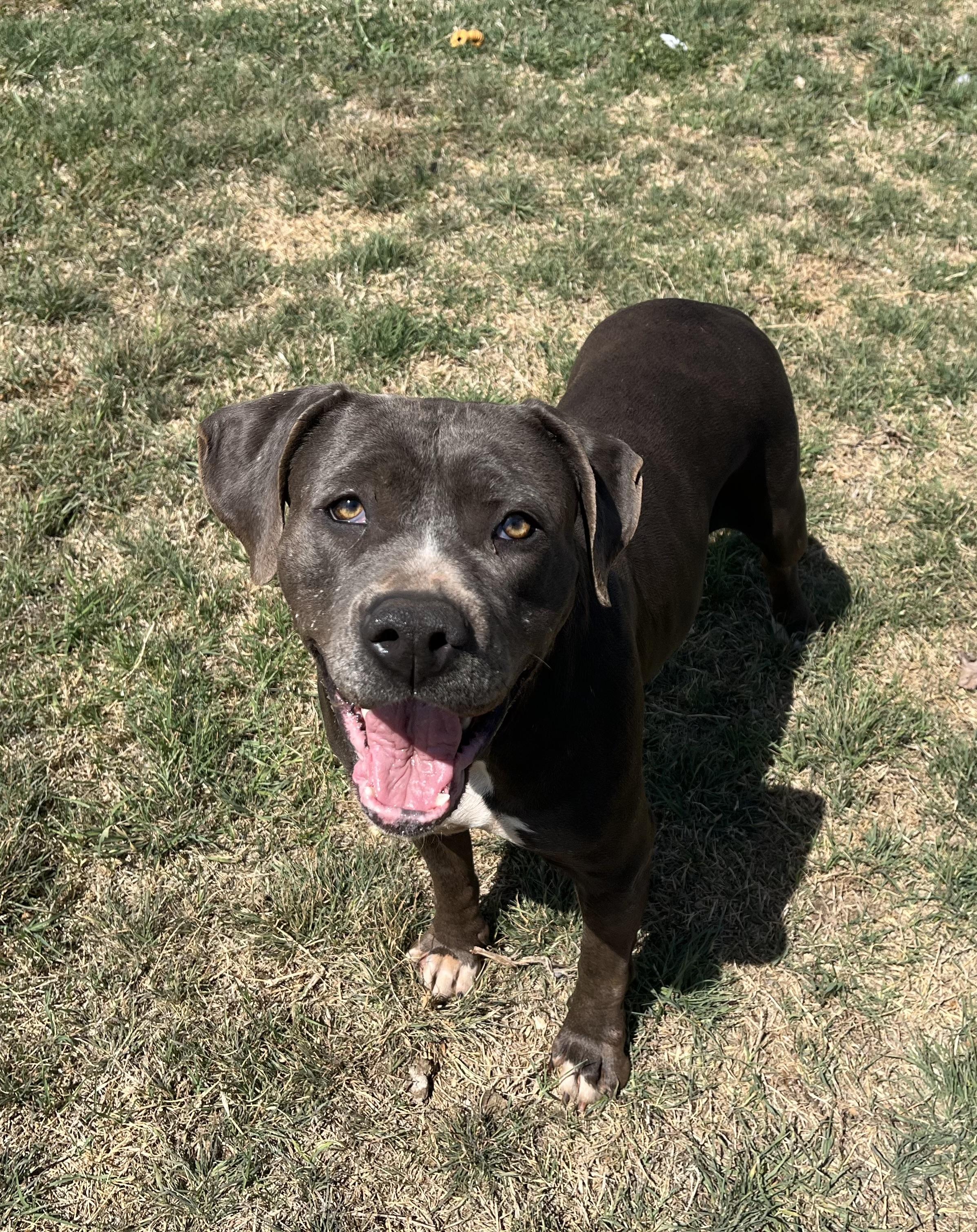 Enlarge Rasputia , a ADOPTABLE Mixed Breed in Chickasha, OK image 3/5
