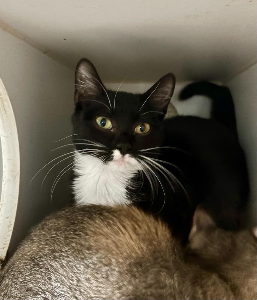 Soxx, Adoptable, Kitten Female Domestic Short Hair.