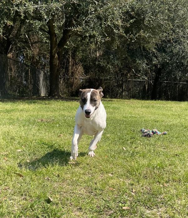 Enlarge Catalina, a Adoptable mixed breed in Mobile, AL image 4/6