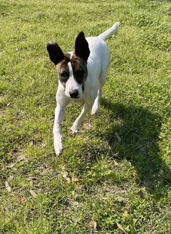 Enlarge Catalina, a Adoptable mixed breed in Mobile, AL image 4/6