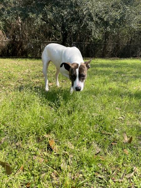 Enlarge Catalina, a Adoptable mixed breed in Mobile, AL image 5/6