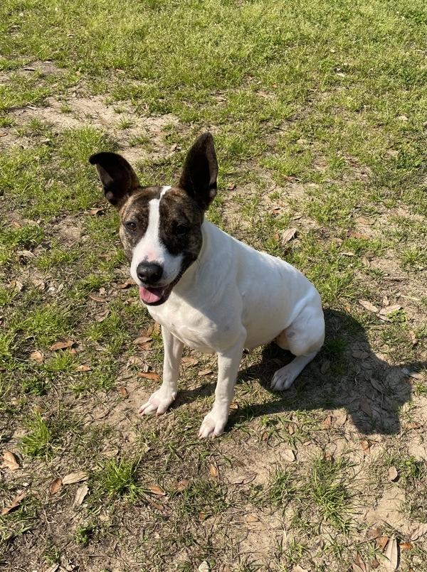 Enlarge Catalina, a Adoptable mixed breed in Mobile, AL image 5/6