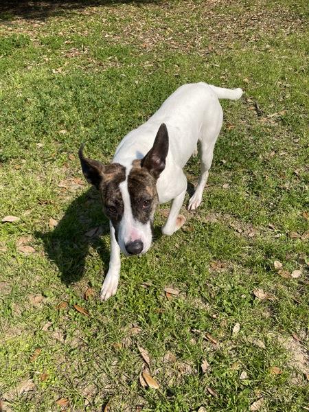 Enlarge Catalina, a Adoptable mixed breed in Mobile, AL image 6/6