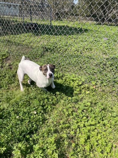 Enlarge Catalina, a Adoptable mixed breed in Mobile, AL image 6/6