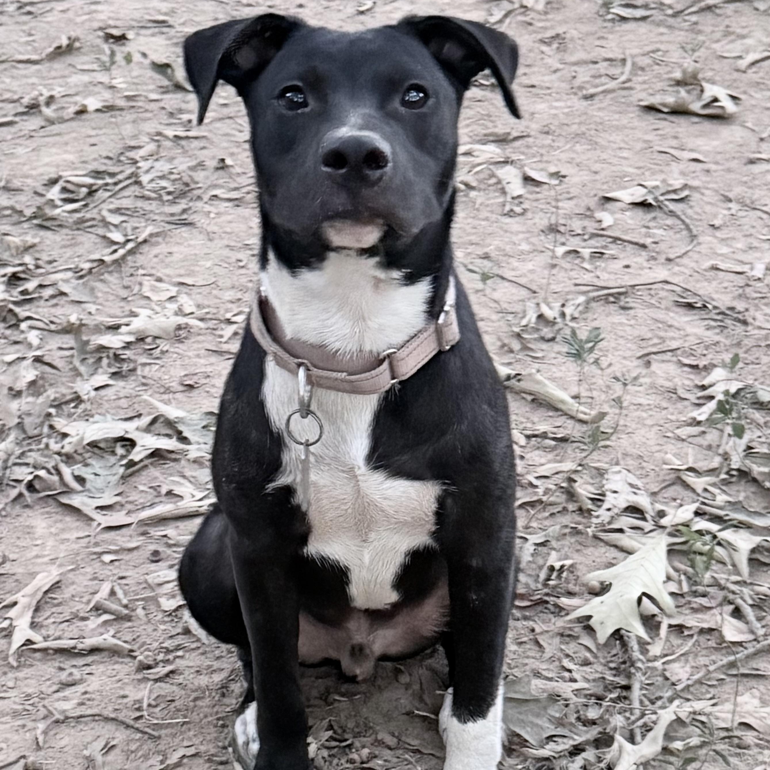 Wally - he's a doll, Adopted, Puppy Male Labrador Retriever & Border Collie.