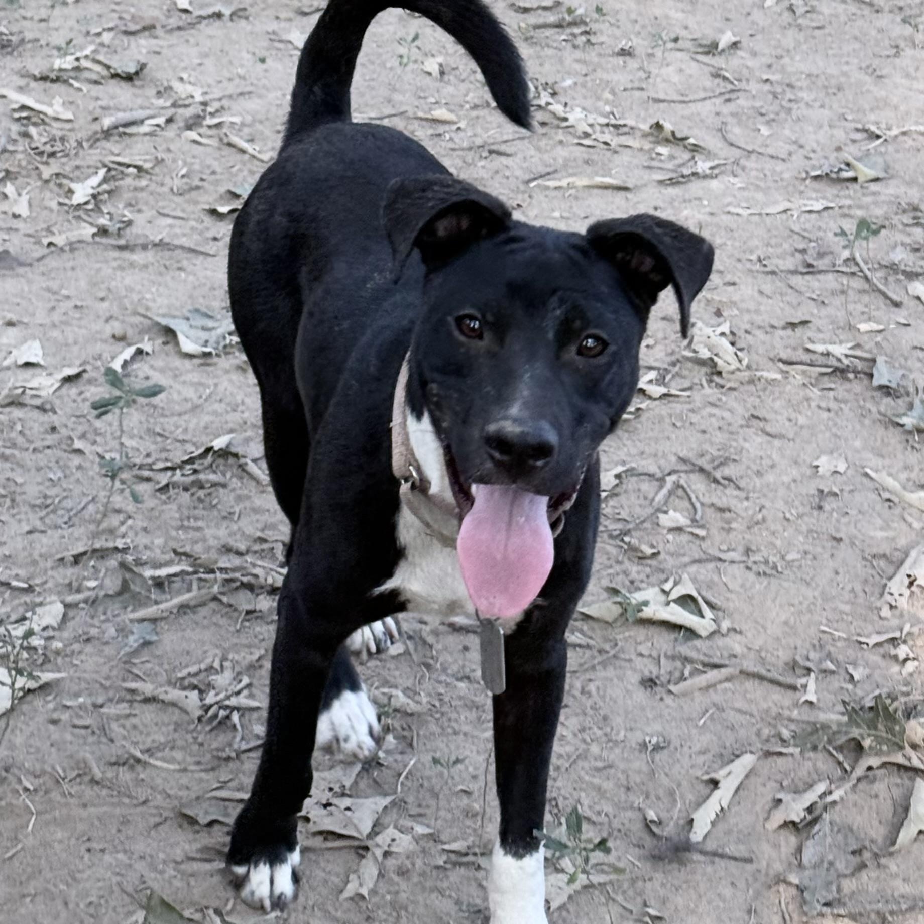Enlarge Wally - he's a doll, a Adopted mixed breed in Allentown, PA image 2/6