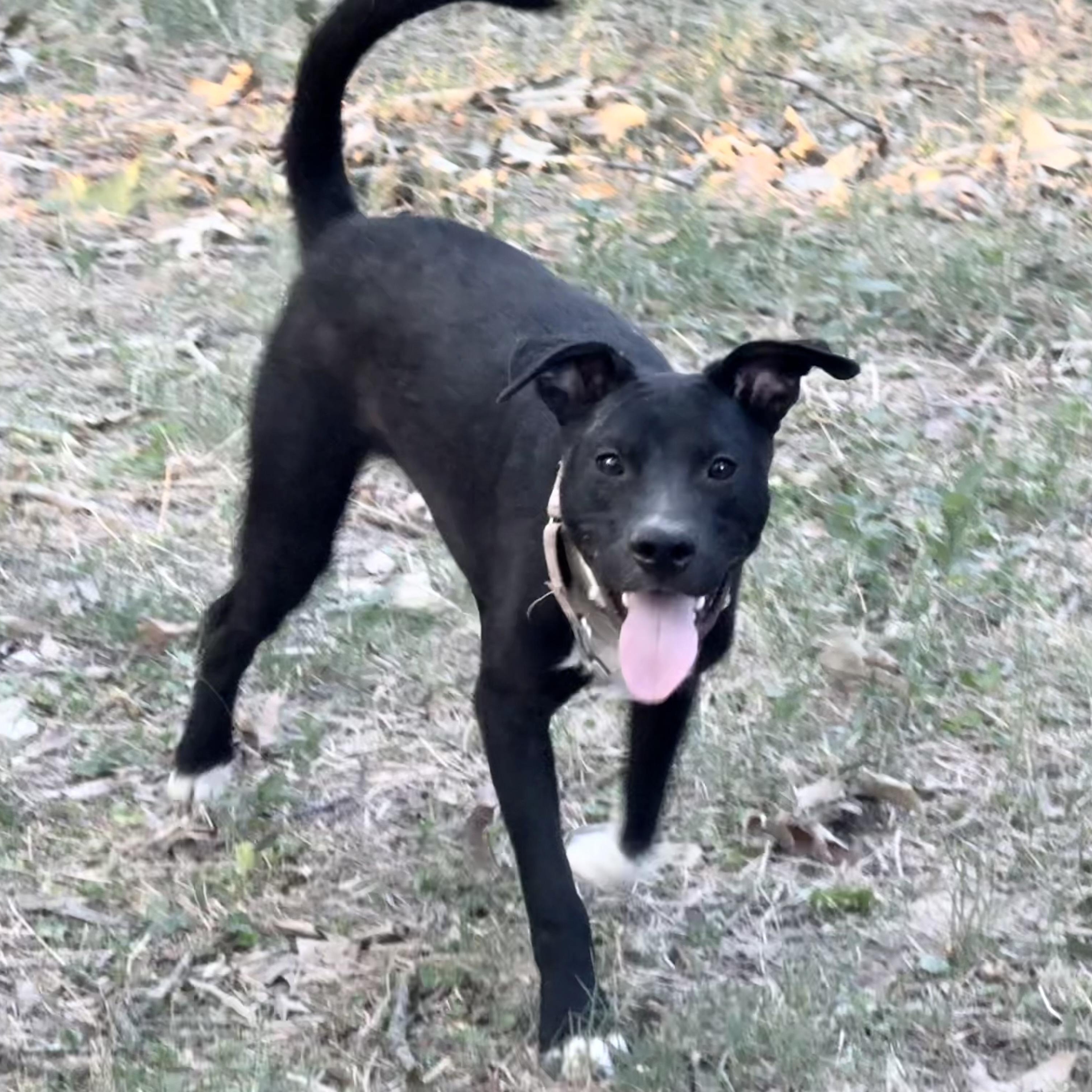 Enlarge Wally - he's a doll, a Adopted mixed breed in Allentown, PA image 6/6
