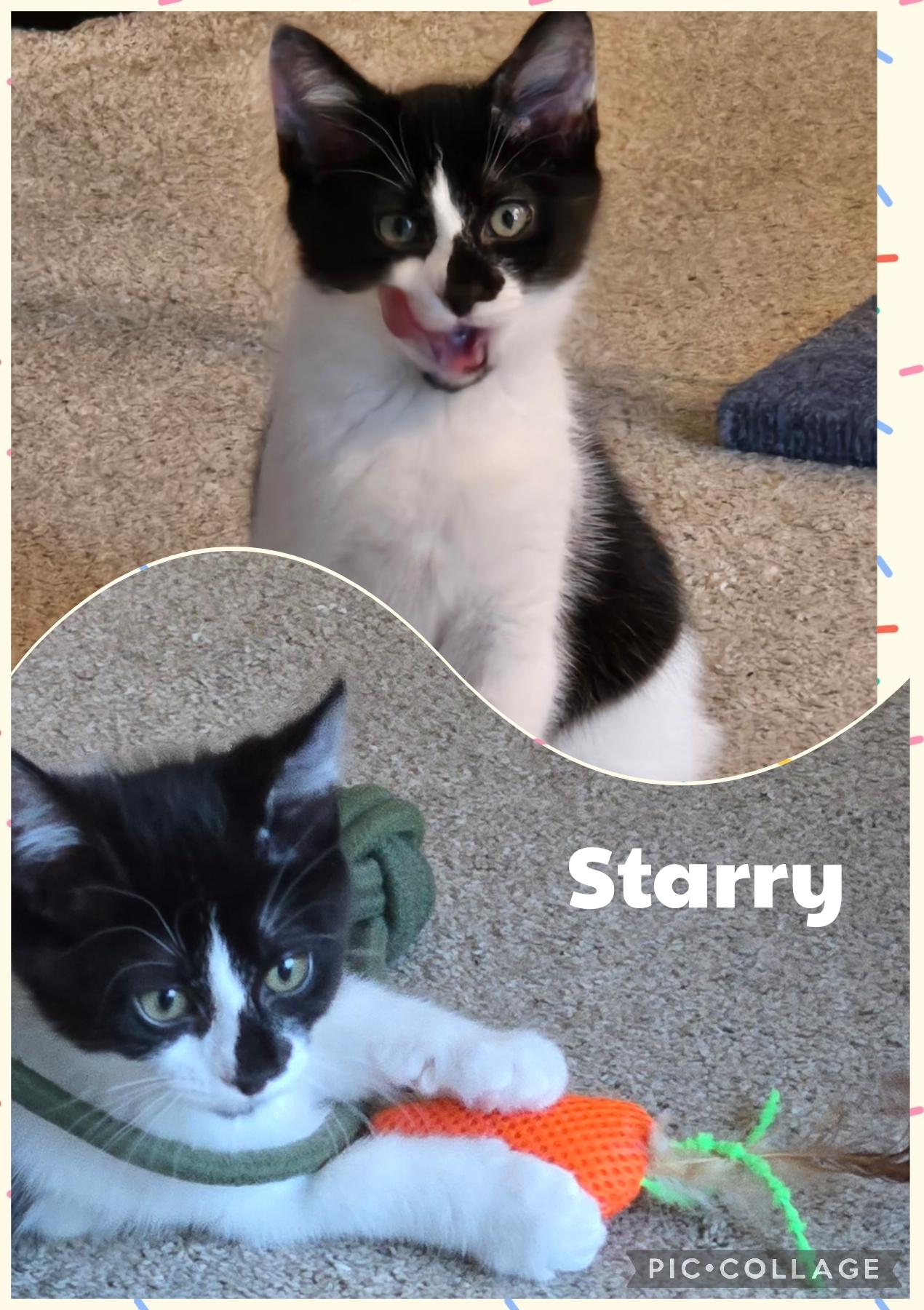 Starry, Adoptable, Kitten Female Domestic Short Hair.
