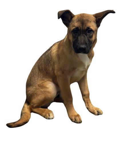 Enlarge Jerry, an adopted mixed breed in Red Bluff, CA image 3/3