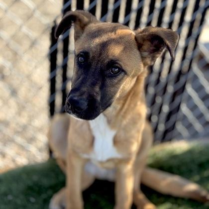 Enlarge Jerry, an adopted mixed breed in Red Bluff, CA image 2/3