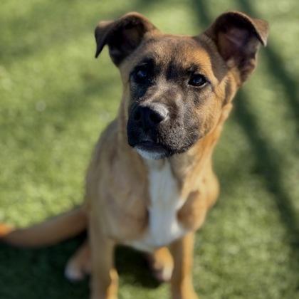 Enlarge Jerry, an adopted mixed breed in Red Bluff, CA image 1/3