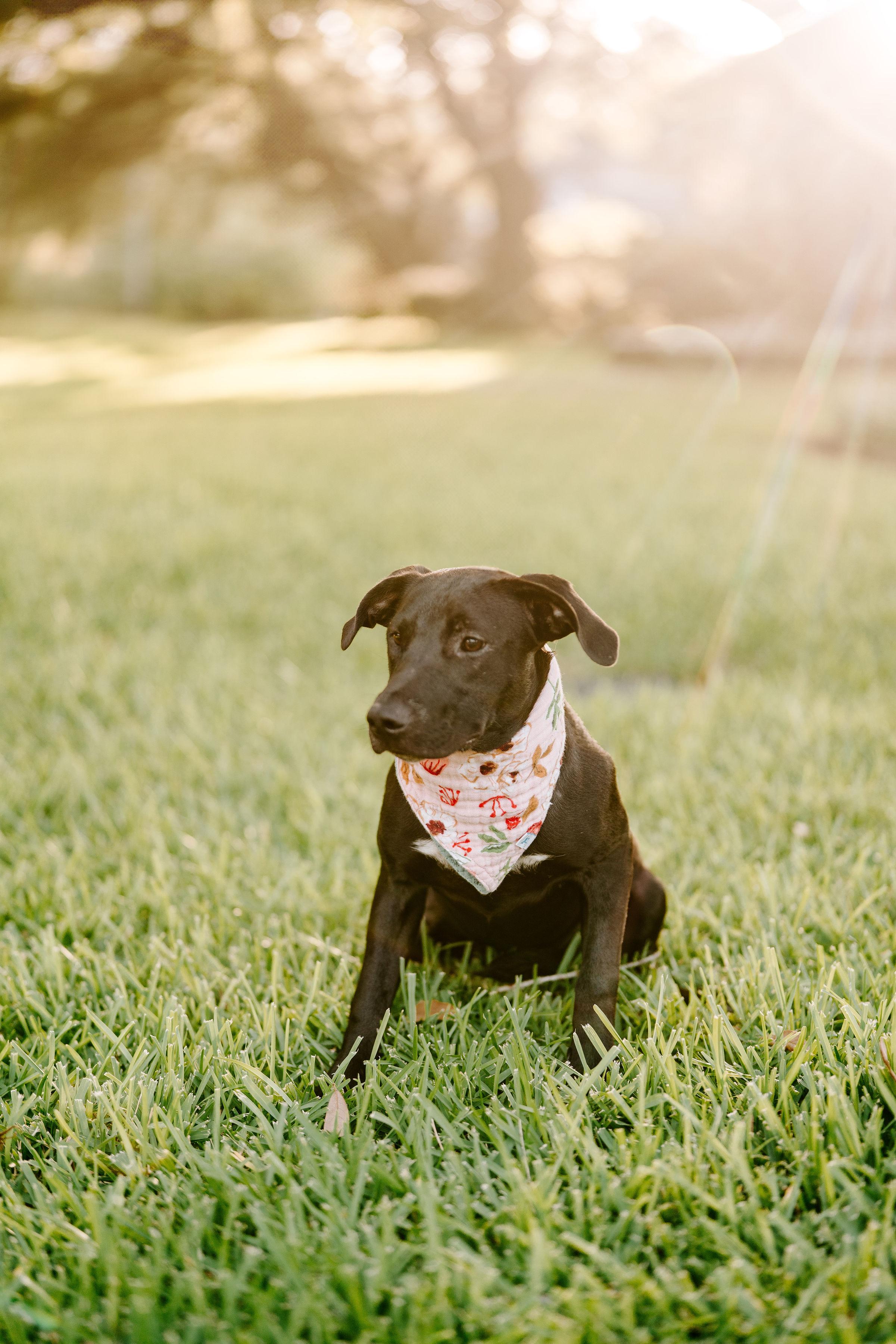 Wrenlee, an adoptable Black Labrador Retriever in Vineyard, UT, 84058 | Photo Image 2
