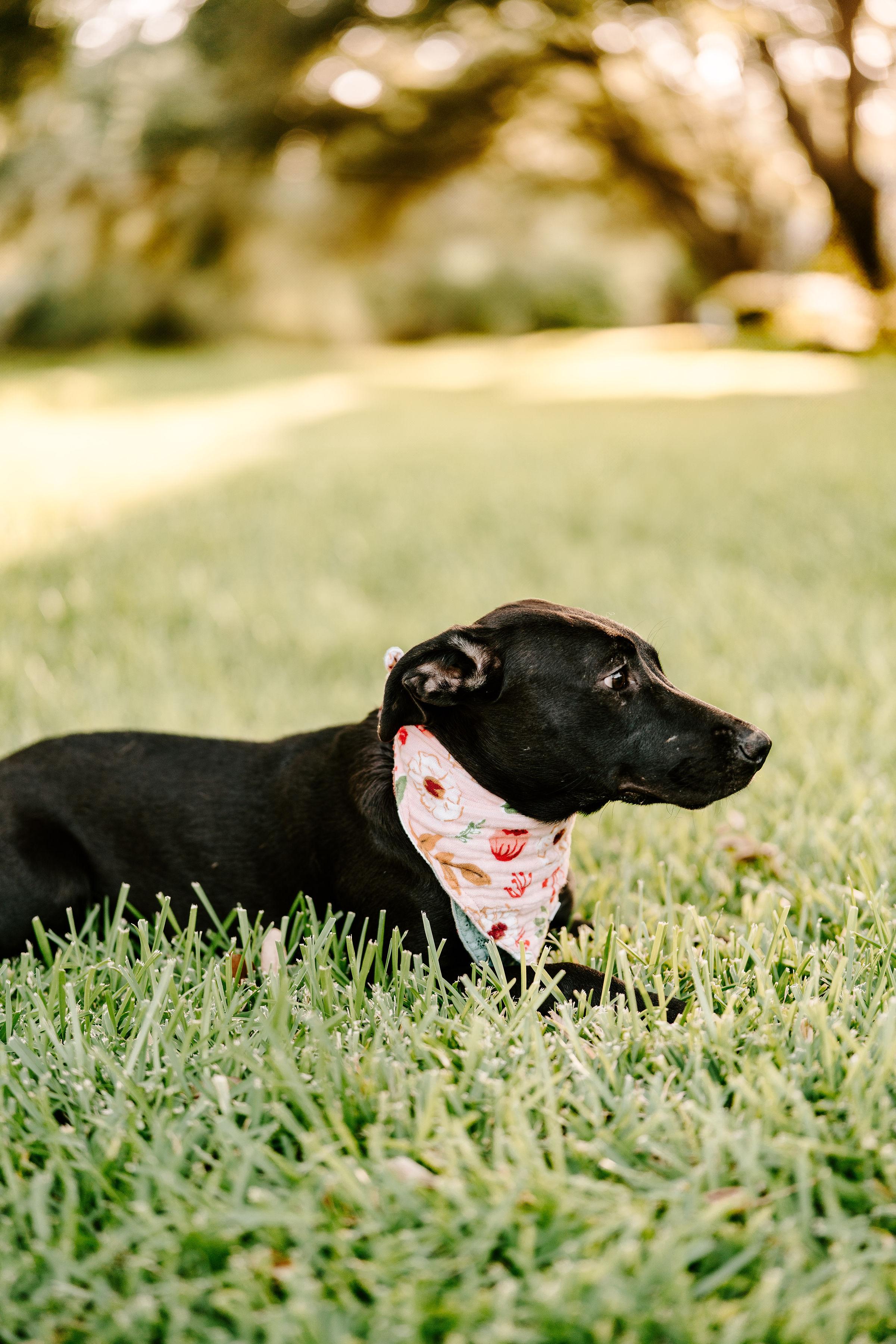 Wrenlee, an adoptable Black Labrador Retriever in Vineyard, UT, 84058 | Photo Image 4