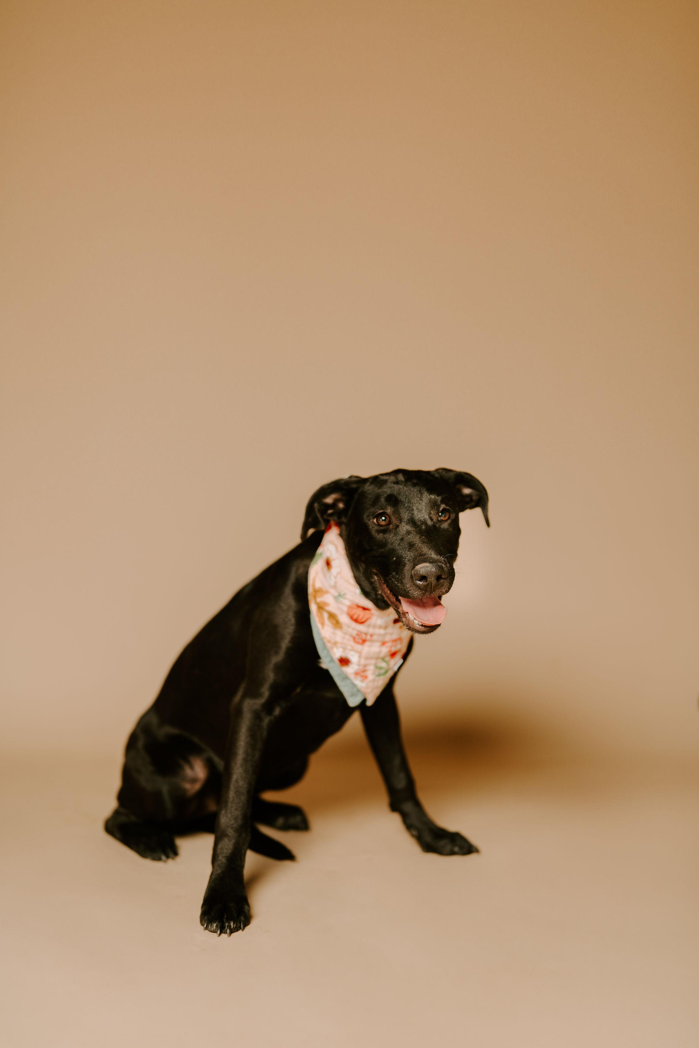 Wrenlee, an adoptable Black Labrador Retriever in Vineyard, UT, 84058 | Photo Image 5