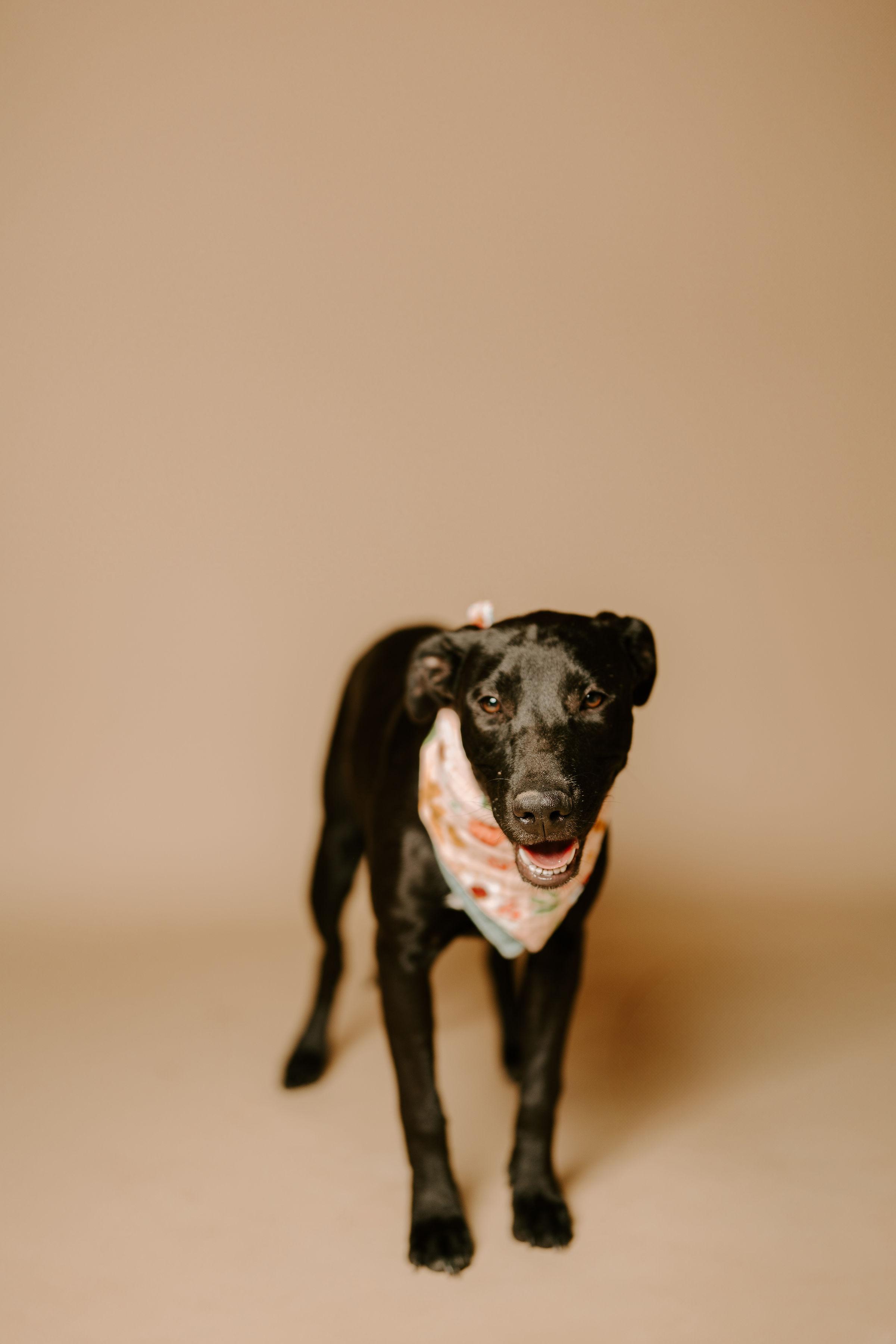 Wrenlee, an adoptable Black Labrador Retriever in Vineyard, UT, 84058 | Photo Image 3