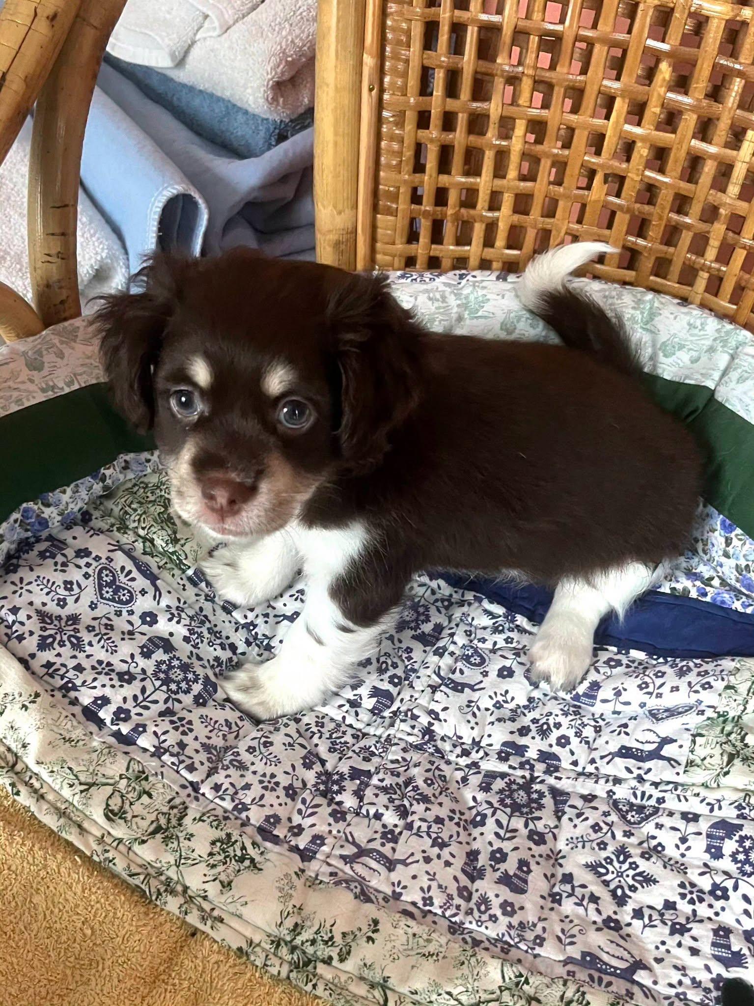 Cocoa, adopted, Puppy Male Mixed Breed.
