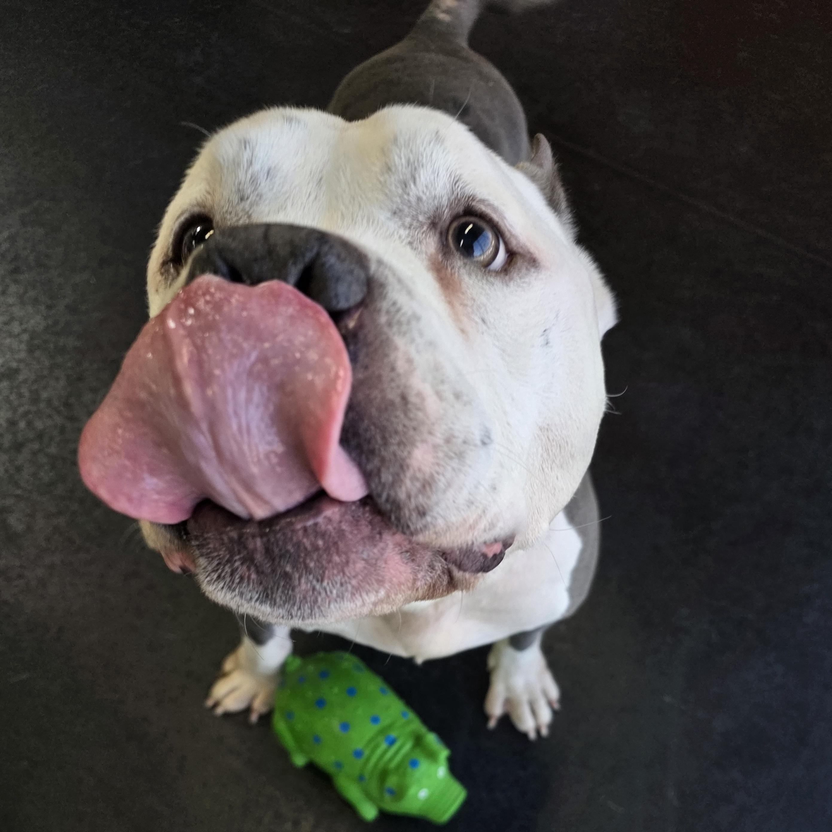 Enlarge Tofu, a ADOPTABLE American Bully in Wheeling, IL image 5/5