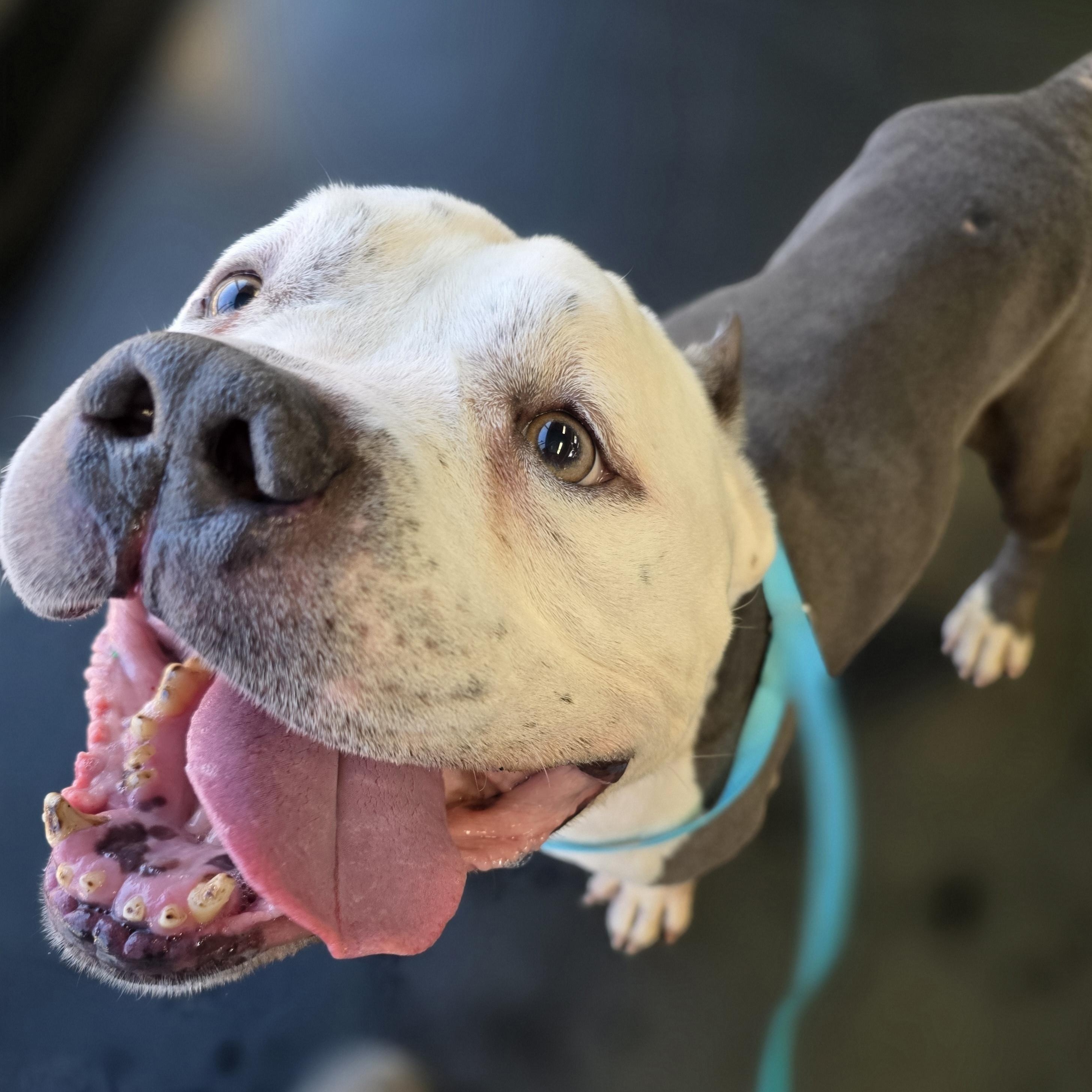 Enlarge Tofu, a ADOPTABLE American Bully in Wheeling, IL image 1/5